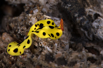 Flatworm Eurylepta sp. Underwater macro photography from Lembeh Strait, Indonesia