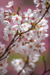 桜の花　春イメージ