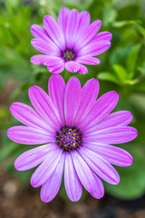 Obraz premium デイジーの花