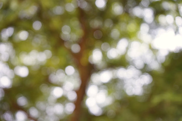 Shoot the leaves under the tree during the daytime with light passing through as bokeh (blurred pictures)