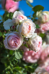 バラの花