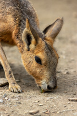 マーラのポートレート