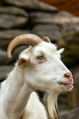 ヤギのポートレート