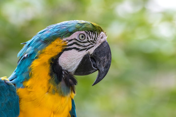 ルリコンゴウインコ