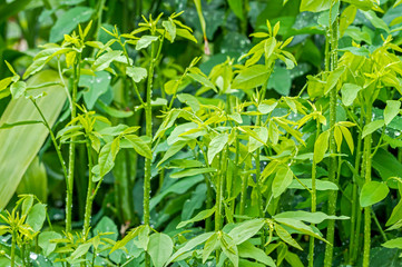 Close up of Sauropus androgynus or pucuk manis in an organic vegetable garden