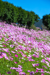 コスモス畑　秋イメージ