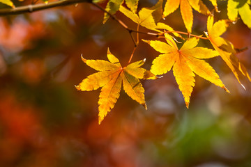 紅葉　秋イメージ