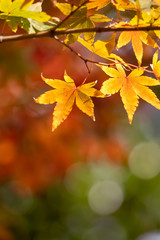 紅葉　秋イメージ