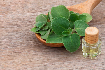 Closeup fresh green mint (spearmint) leaves in wooden spoon and organic essential mint(peppermint) aroma oil isolated on old wooden table background. Natural herbal medical aromatic plant concept.