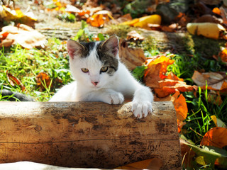 cat on the log - 301693931
