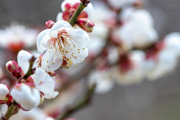 梅の花　初春イメージ
