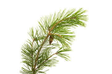 pine branch isolated