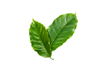 Green coffee leaves on a white background
