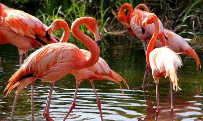 group of flamingos