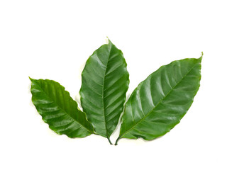 Obraz premium Green coffee leaves on a white background