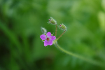 purple flower on green