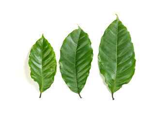 Green coffee leaves on a white background
