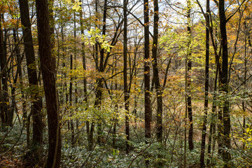 岡山森林公園　森林　林