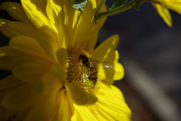 bea on yellow flower
