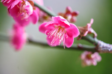 Obraz premium 梅の花 初春イメージ