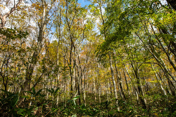 岡山森林公園　森林　林