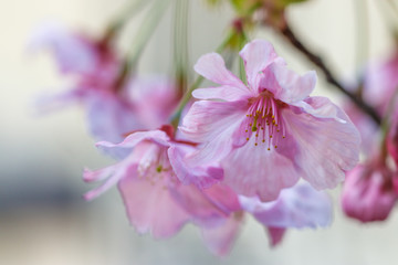 桜の花　春イメージ