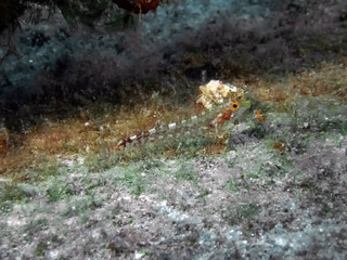 Yellow Black Faced Triplefin (Tripterygion delaisi)