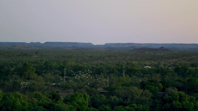 Flock of birds over treetops at dawn