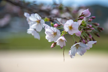 桜の花　春イメージ