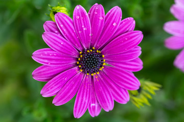 Obraz premium デイジーの花