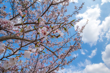 桜の花　春イメージ