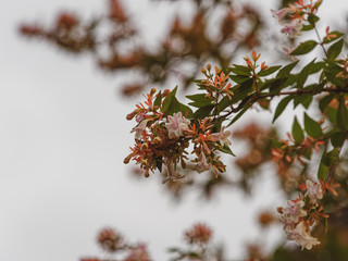 Abelia with white and pale pendulous flowers and pink corollas or sepals relain long after...
