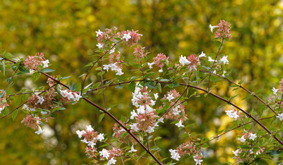 (Abelia or linnaeae grandiflora)  Abelia with Little bells on stem ends, white and pale pendulous flowers and arching branches with dark green leaves turning purplish bronze in autumn