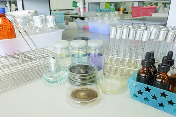 colony of fungi in petridish with microbiology concept