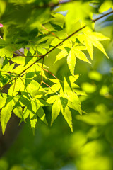 緑のモミジ　初夏イメージ