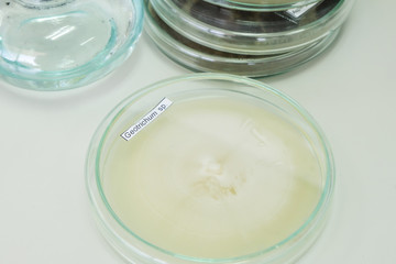 colony of fungi in petridish with microbiology concept