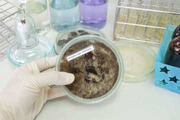 colony of fungi in petridish with microbiology concept