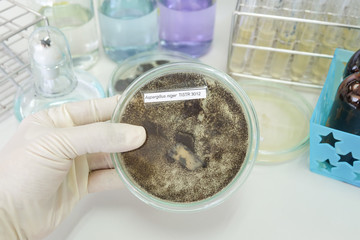 colony of fungi in petridish with microbiology concept