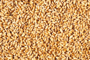 Texture of wheat grain 
