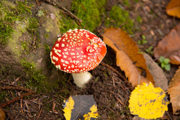 Flieggenpilz in den Vogesen
