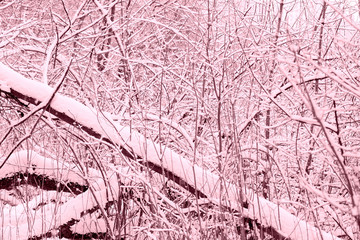 Winter forest covered with snow. Natural abstract background pink color toned
