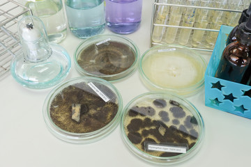 colony of fungi in petridish with microbiology concept