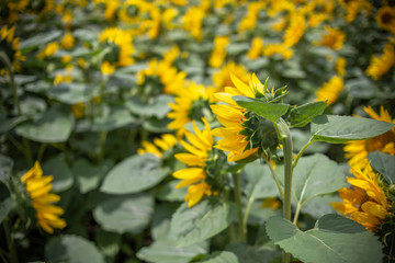 ヒマワリの花　夏イメージ