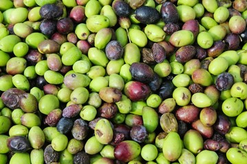 Harvested olives in olive oil mill in Greece.