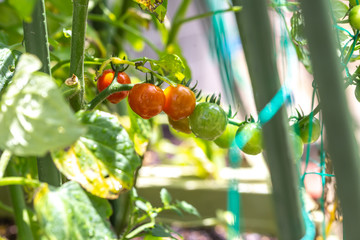 家庭菜園のミニトマト