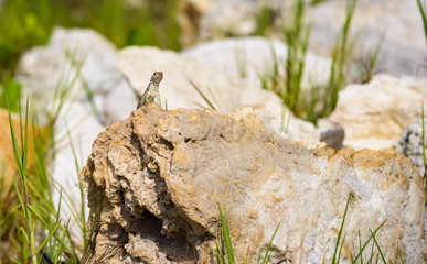 lizard on the stone