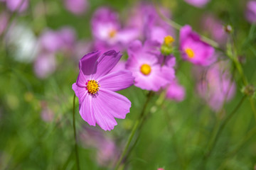 Fototapeta premium コスモス畑 秋イメージ