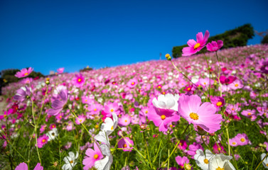 コスモス畑　秋イメージ © TOMO