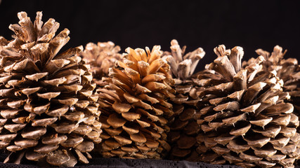 pinecones 