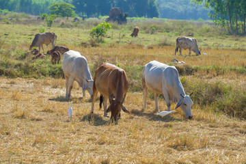 Naklejka na ściany i meble A herd of cows grazes in a mowed field. Suburbs of Sukhothai, Thailand